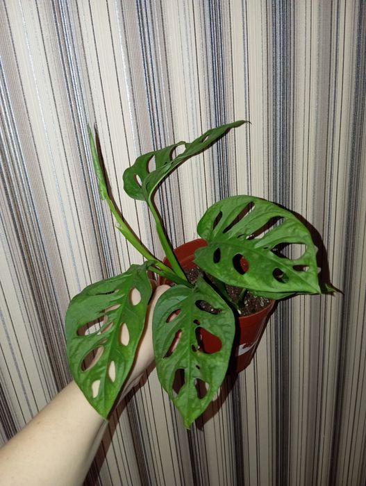 Монстера Манки Адансон