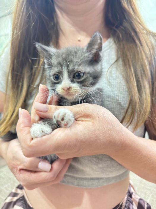 4 котенка ищут своих хозяев