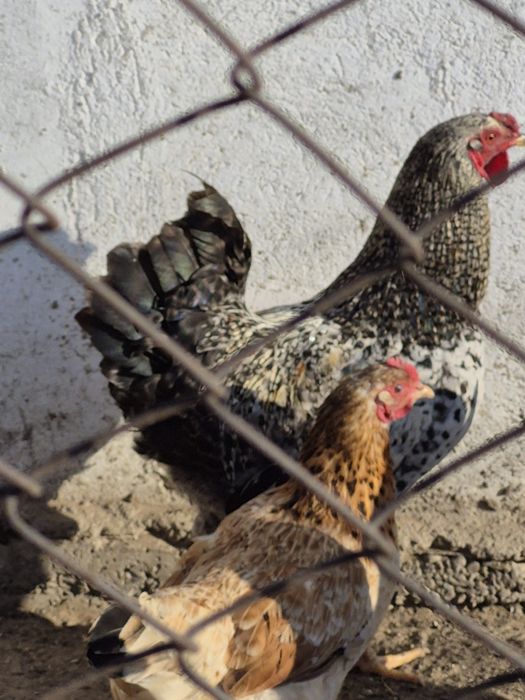 Жас әтеш сұр түсті