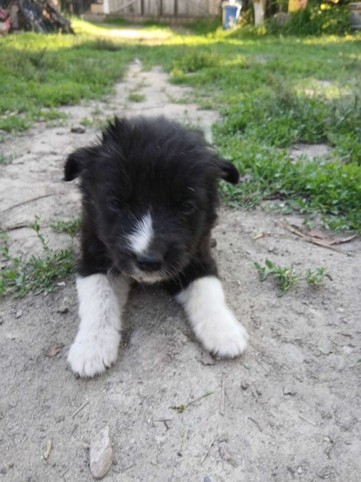 Căței de 2 luni de vânzare