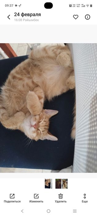 Отдам кота в хорошие руки
