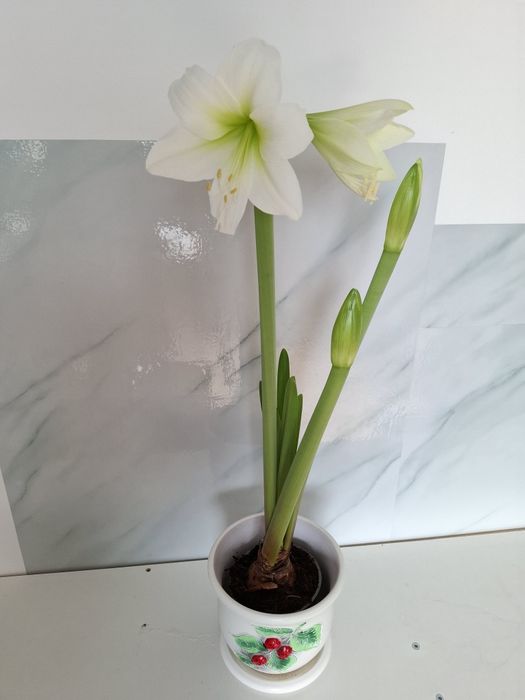 Белый гиппеаструм