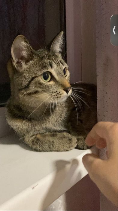 Отдам добрый руки