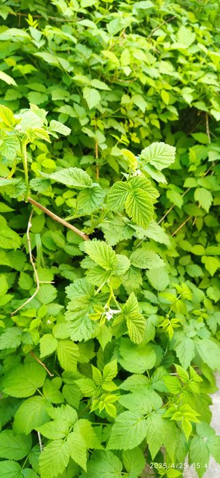 Мадина кошет Саженцы малины