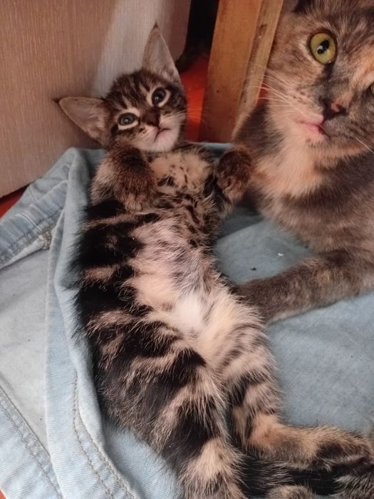 Отдам котят в добрые руки