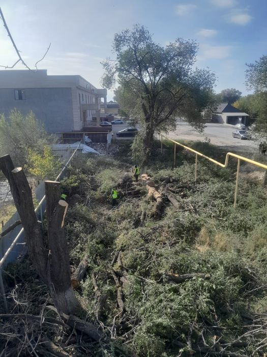 Спил деревьев обрезка плодовых деревьев