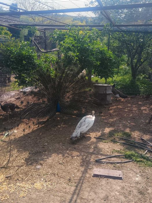 Păuni umăr negru și alb