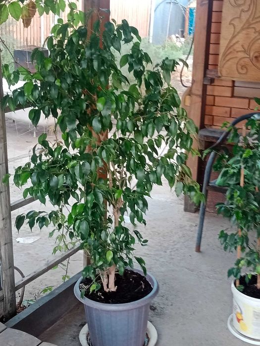 Домашние цветы разные