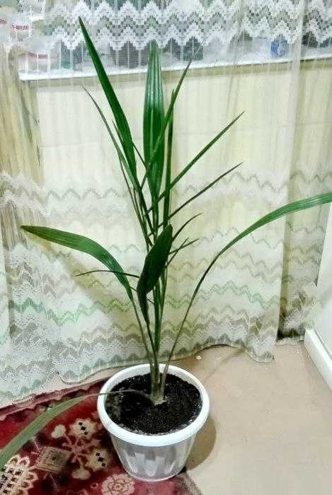 Продам. Финиковая пальма - символом богатства, благополучия, мира .