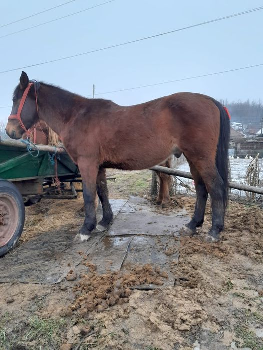 Vand cal 8 ani foarte cuminte