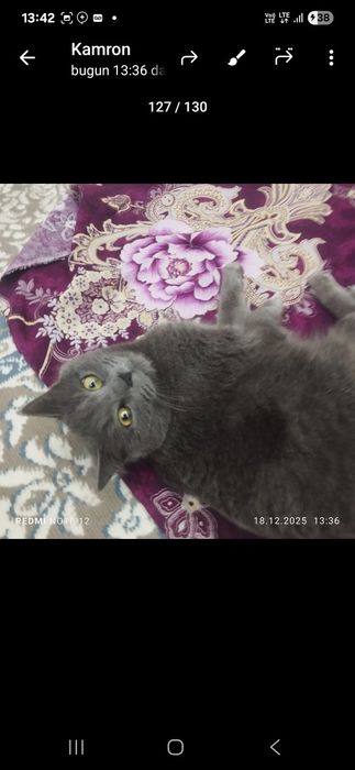 Zotor Mushuk 6oylik.