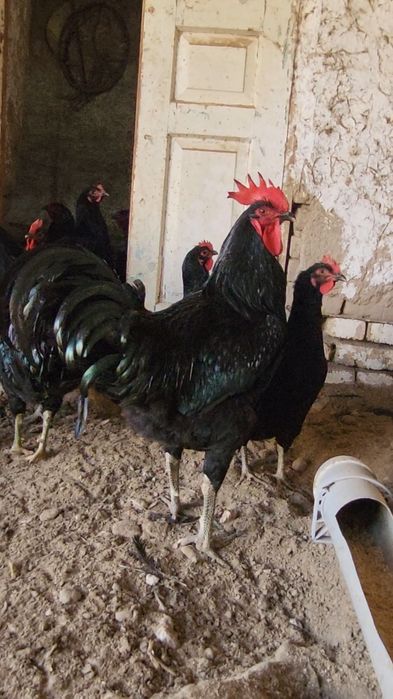 Тоза Корашахзода тухумлари