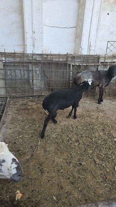 Quchqorlar tez sotiladi
