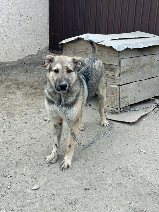 Ит тегін беремін