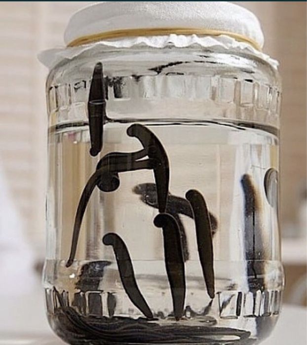 Пиявки оптом и в розницу