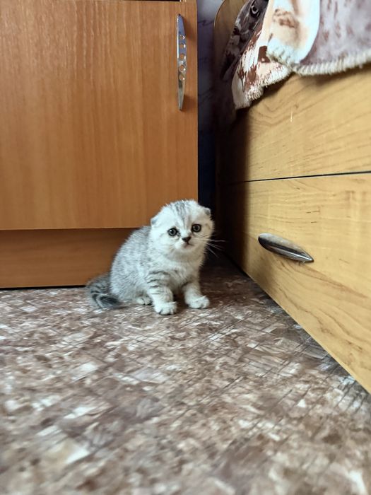 Продам котят. Шотландцы