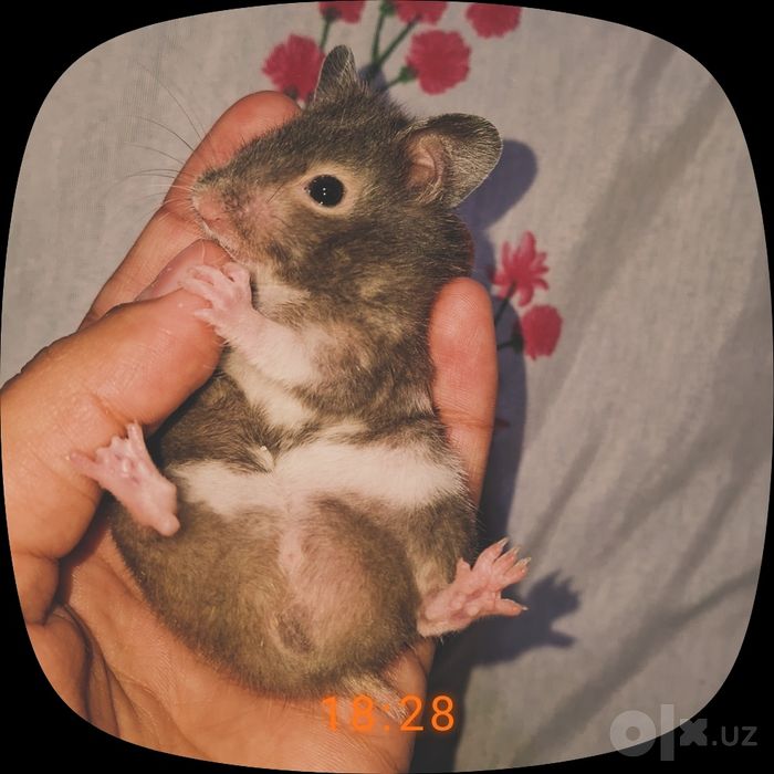 Домашный хомякии