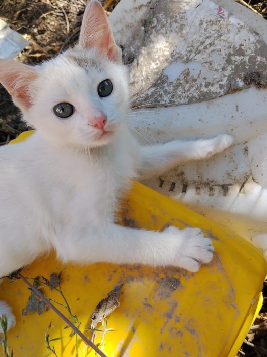 Ласковый котик мальчик