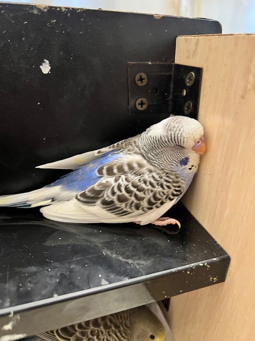 To’tiqush valnistiy волнистый попугай