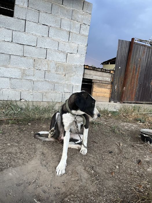 Алабай собака!!!