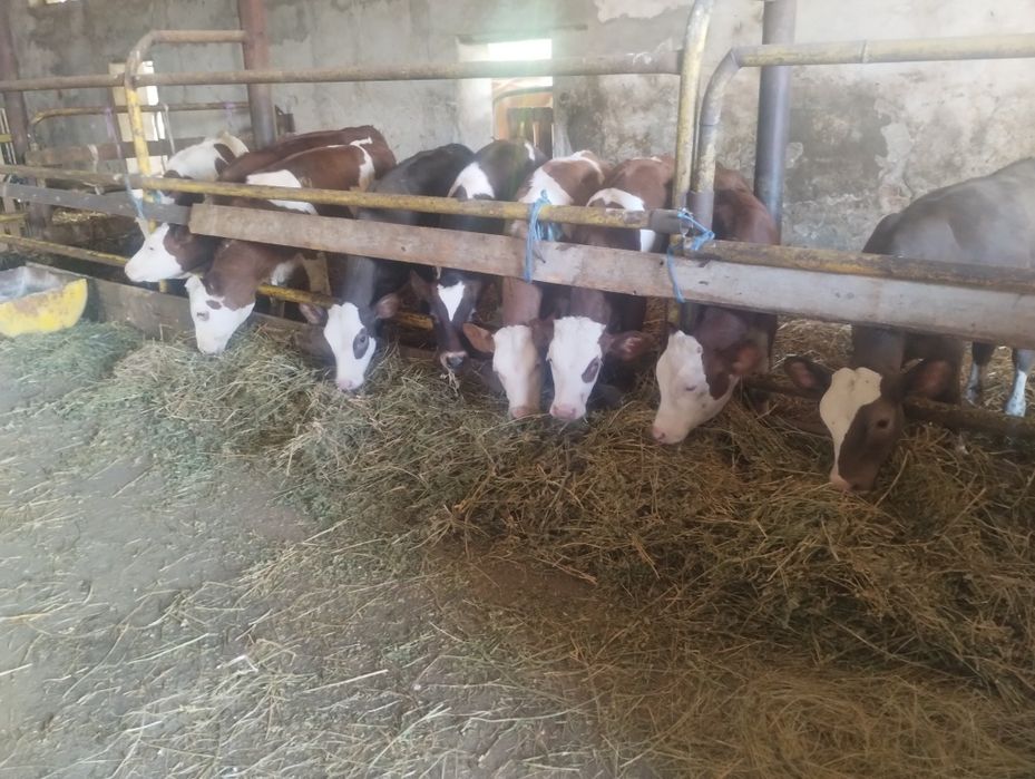 Vând 8 viței înțărcați