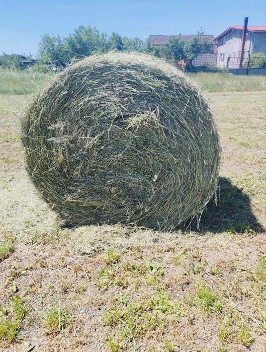 Baloti Rotunzi fan