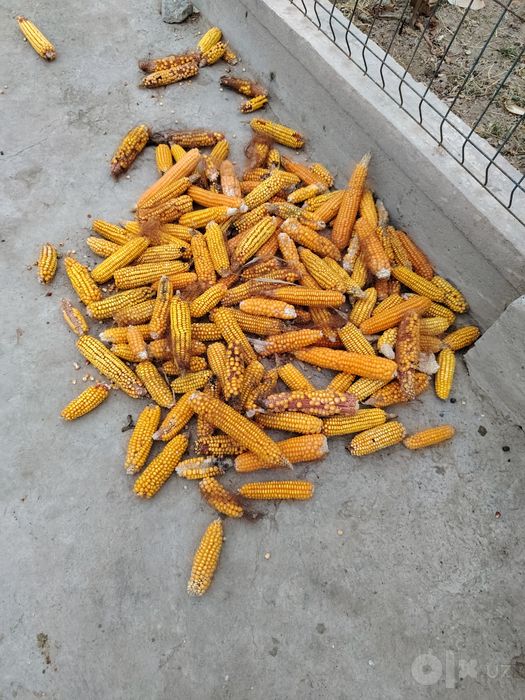 Makka don mahsulotlari