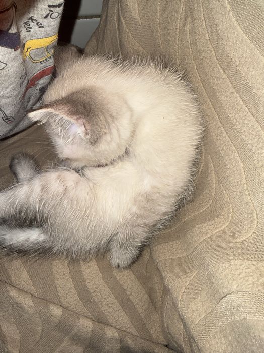 Отдаём котёнка в добрые руки