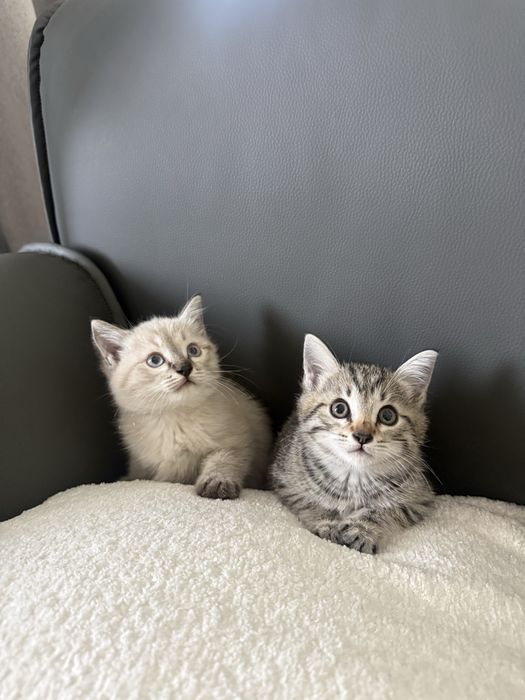 Котенки милые сладкие