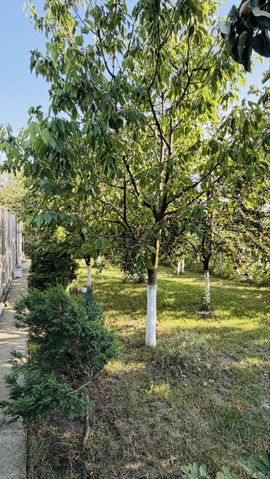 PROPRIETAR – 2 Case în aceeași curte | Calea Bogdăneștilor statie de tramvai in fata casei