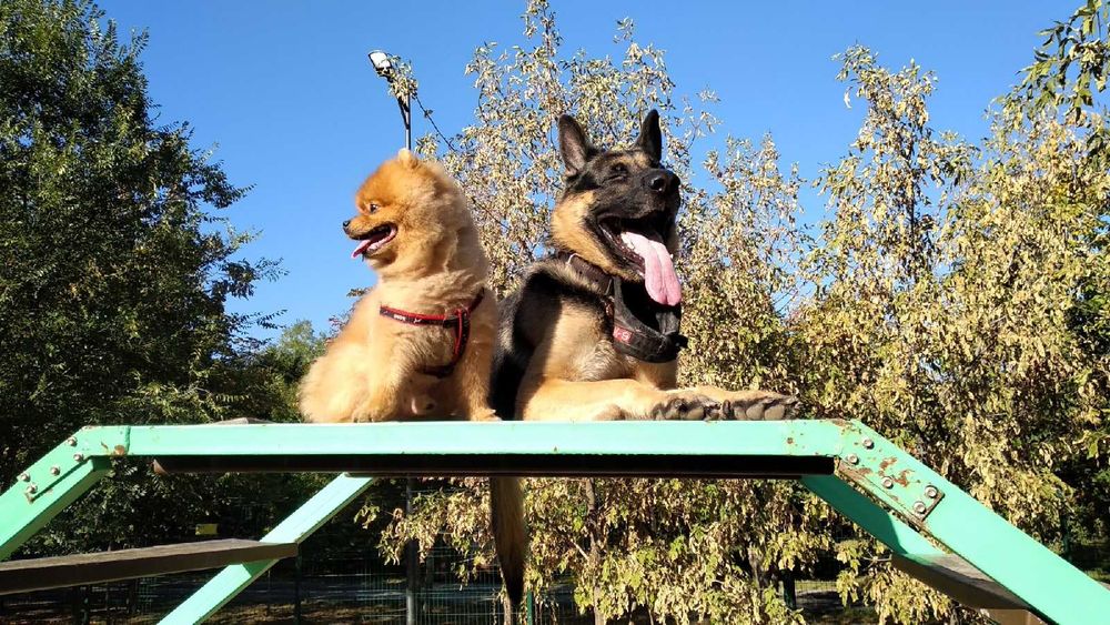 НЕ ПРОДАЕТЬСЯ! Кобель для вязки ВЕО