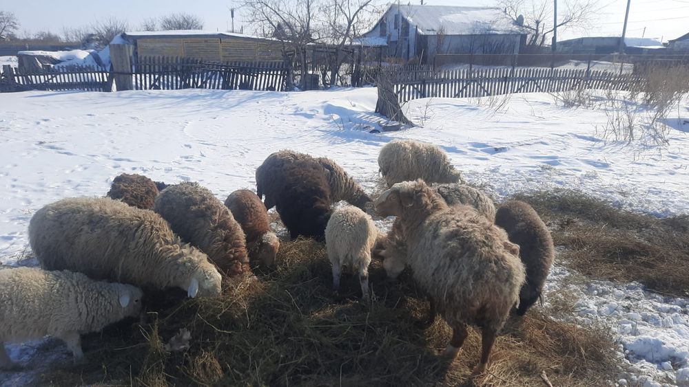 Продам 8 голов бараны