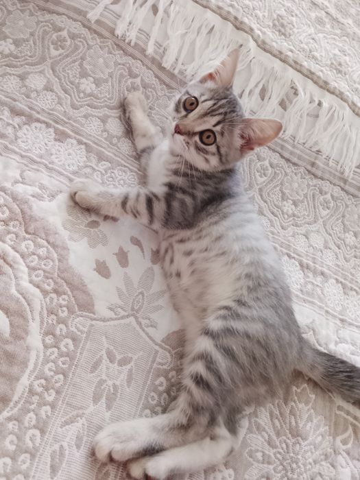 Отдам бесплатно котёнка.