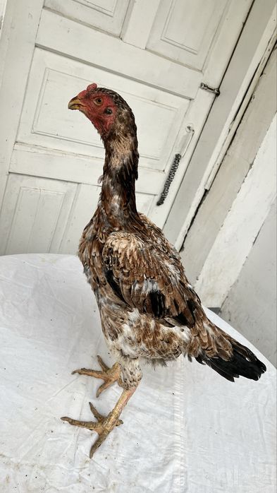 tullak xoʻroz tullak tovuq