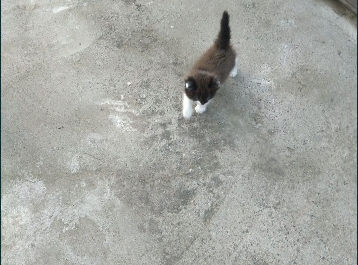 Отдам котёнка в добрые руки