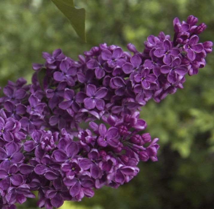 Сирень, цветы срежу на букет