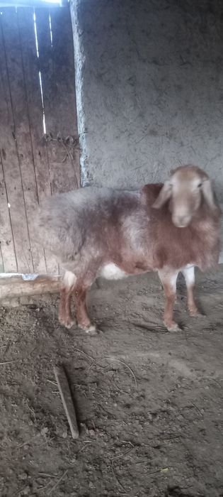 Арашан кучкор сотилади