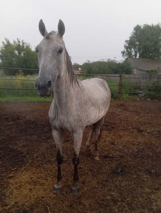 Продам кобылу жерёбую!