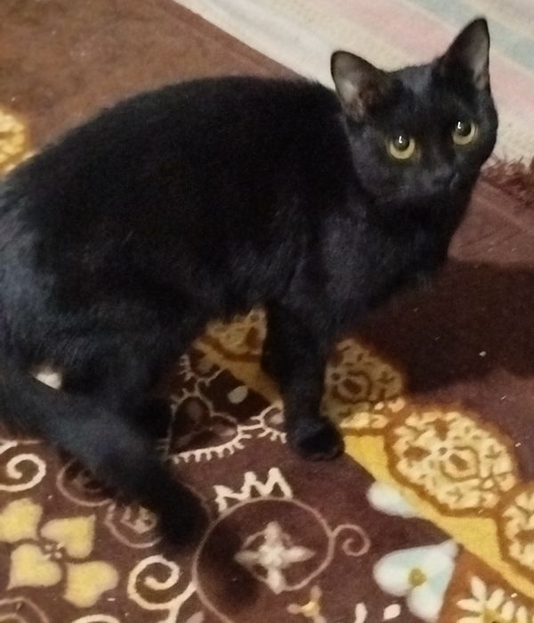 Qora mushuk, qora va kulrang bolasi bilan