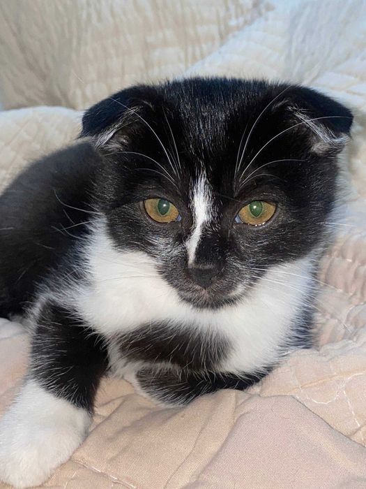 Skotish fold sotiladi