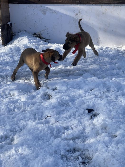 Продам щенков тазы(девочки)