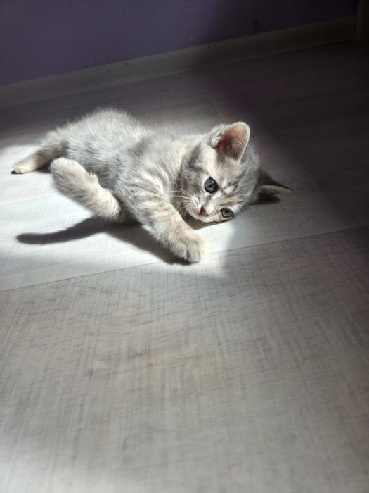 Отдам котят в самые добрые руки