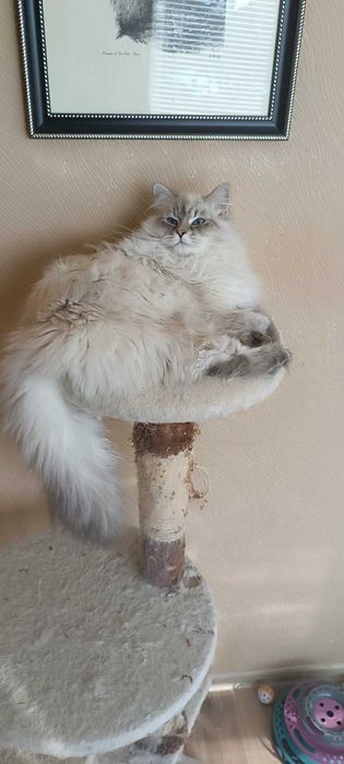 Pisici de rase Siberian cu pedigree Neva Masquerade