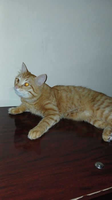 Mushuk oʻgʻil mushuk