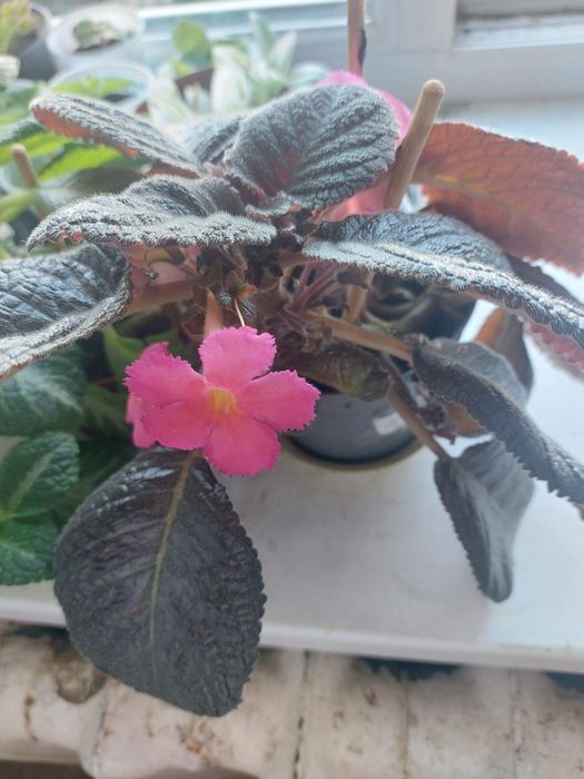 Комнатные цветы разные