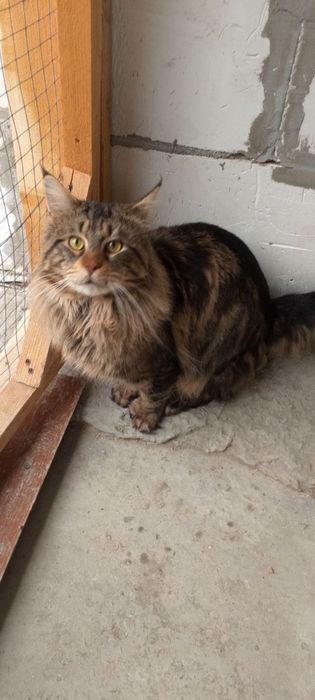 Mushuklar xadiyaga beriladi yaxshi qolarga