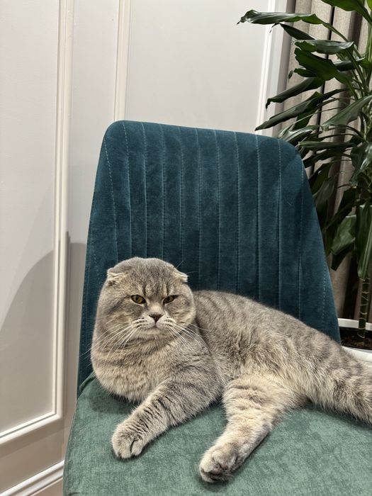 Vyazka uchun o’gil bola mushuk