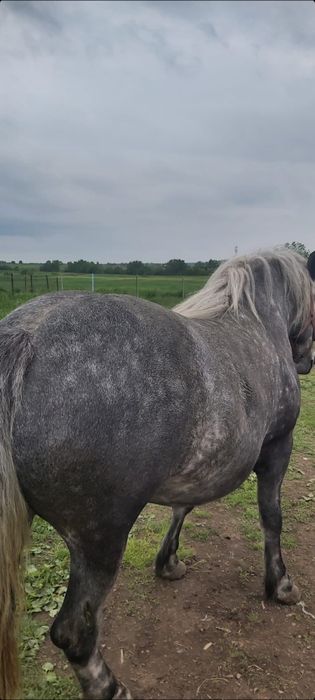 Vând mânză de 2 ani și 8 luni