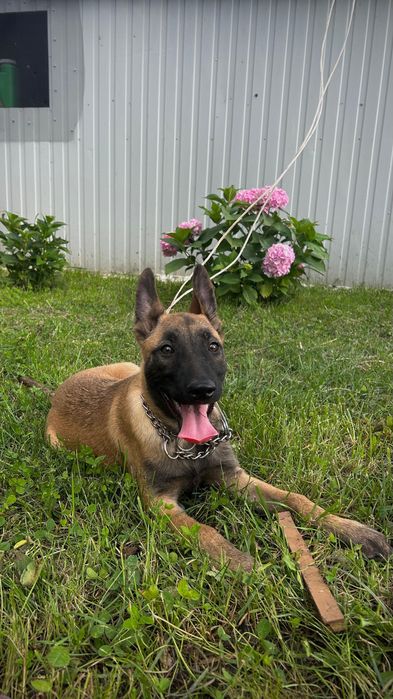 Ciobănesc belgian malinois