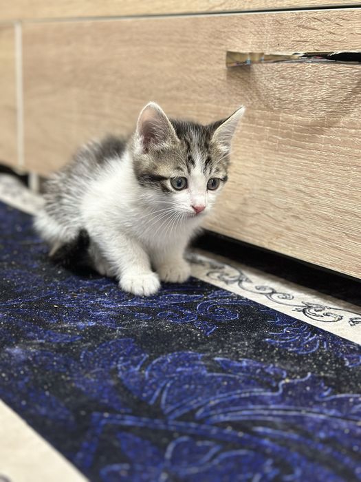 отдам котят мальчики 3 месяца